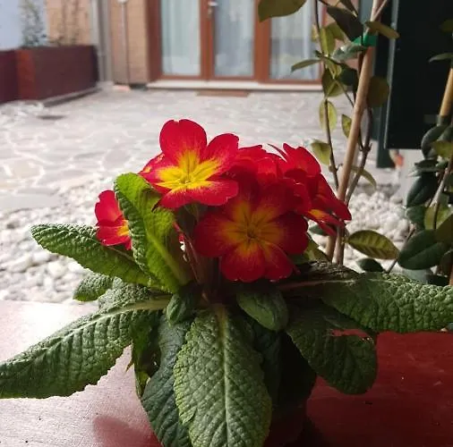 公寓 Calle Michelangelo *